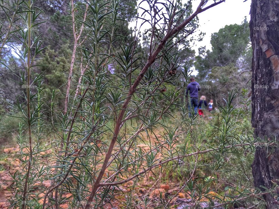 Family walk in the woods