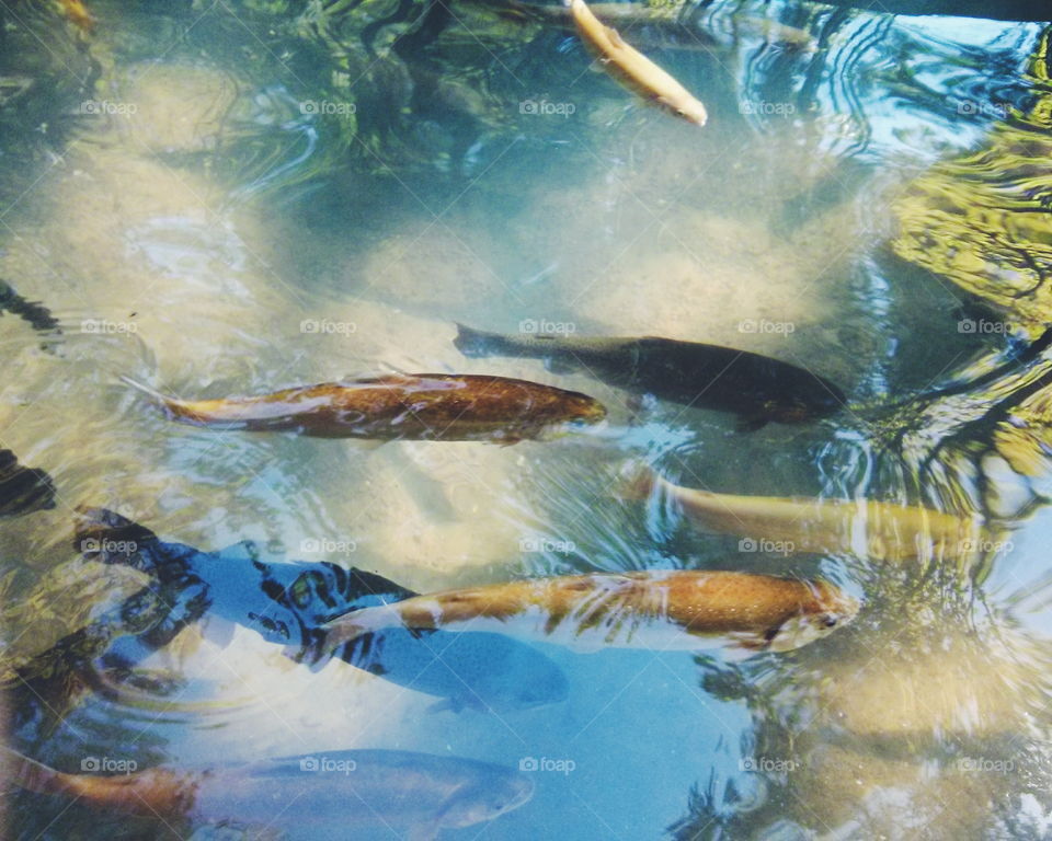 Golden Trout. Golden Trout in the lake