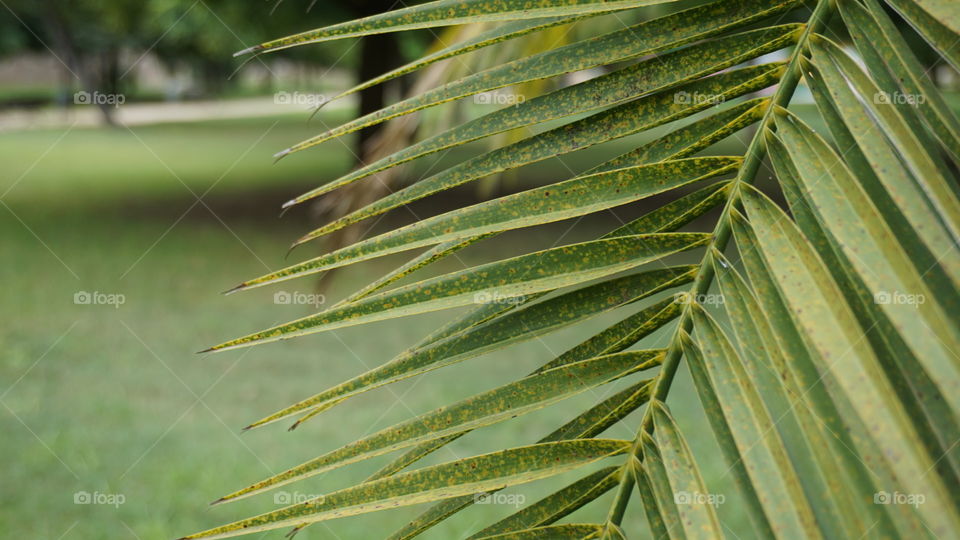 Leaves#trees#green#macro#nature#vegetation