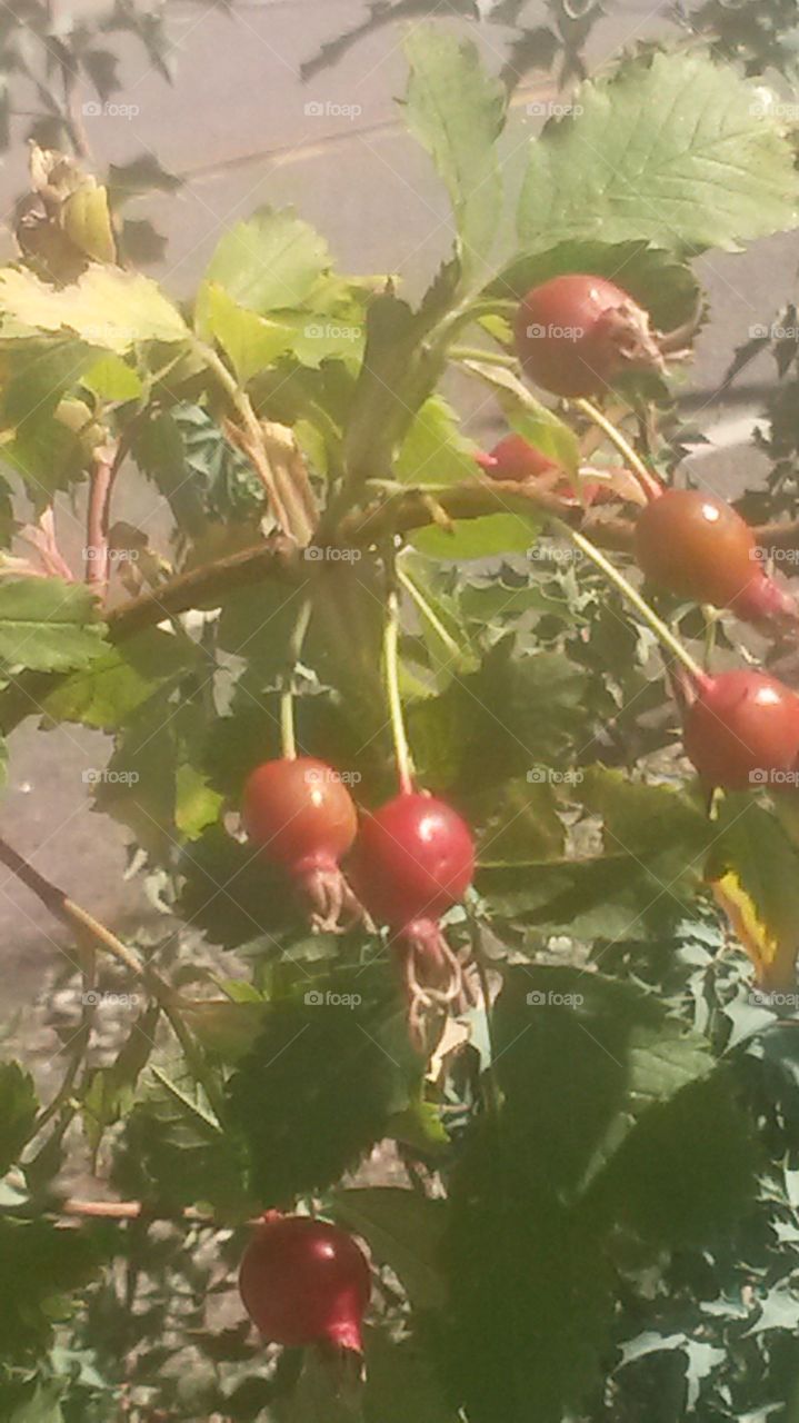 Rose Hips