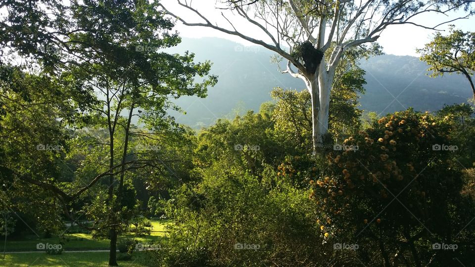 Botanical gardens Rio