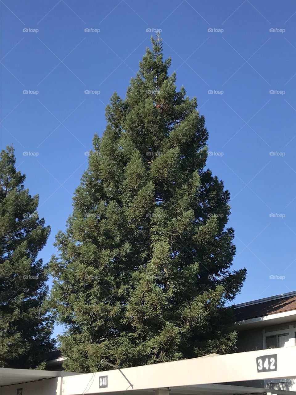 A tall tree in an apartment complex.