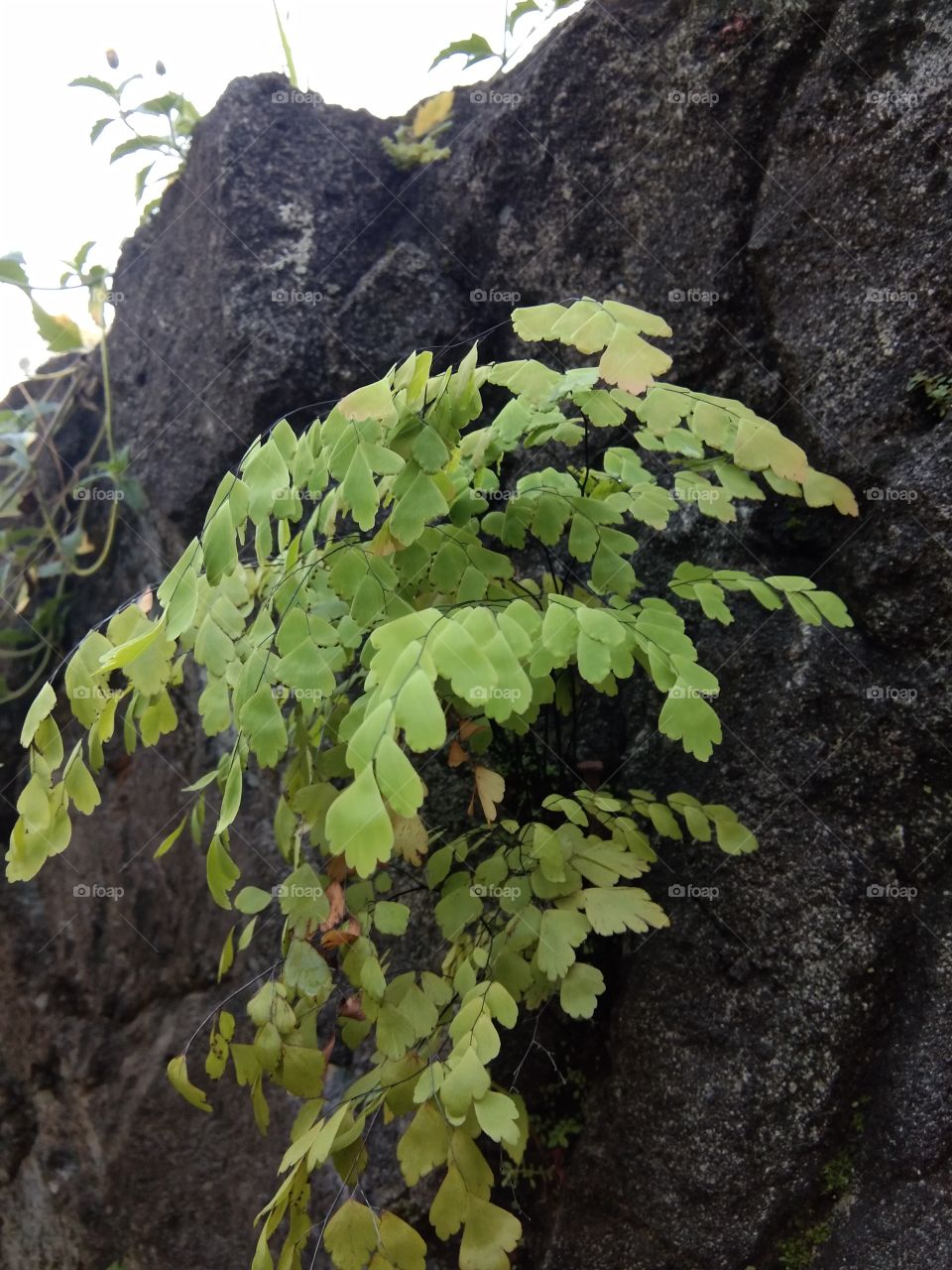 green plants grow attached to the rock