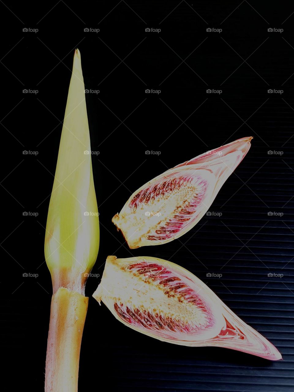 Bunga Kantan or Torch Ginger Flower of Etlingera Herb.