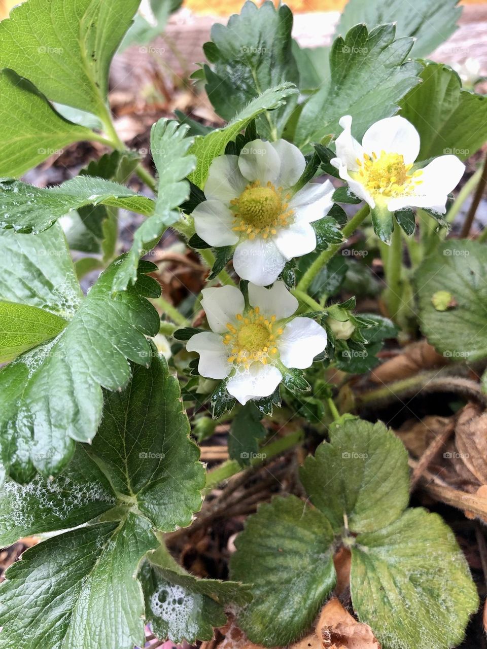 Strawberry blooms in spring 