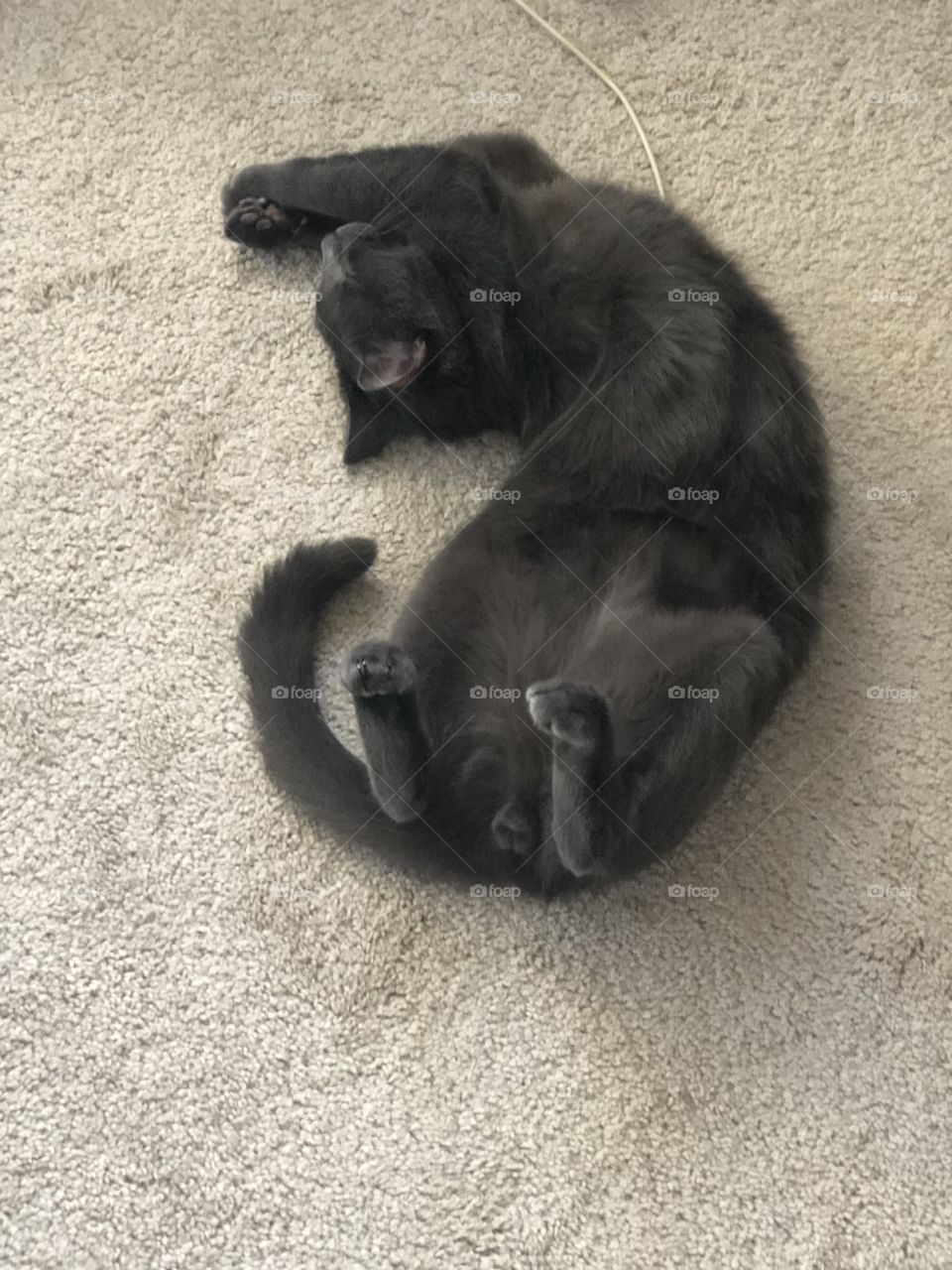 Cat nap cute kitty yoga sleep position 