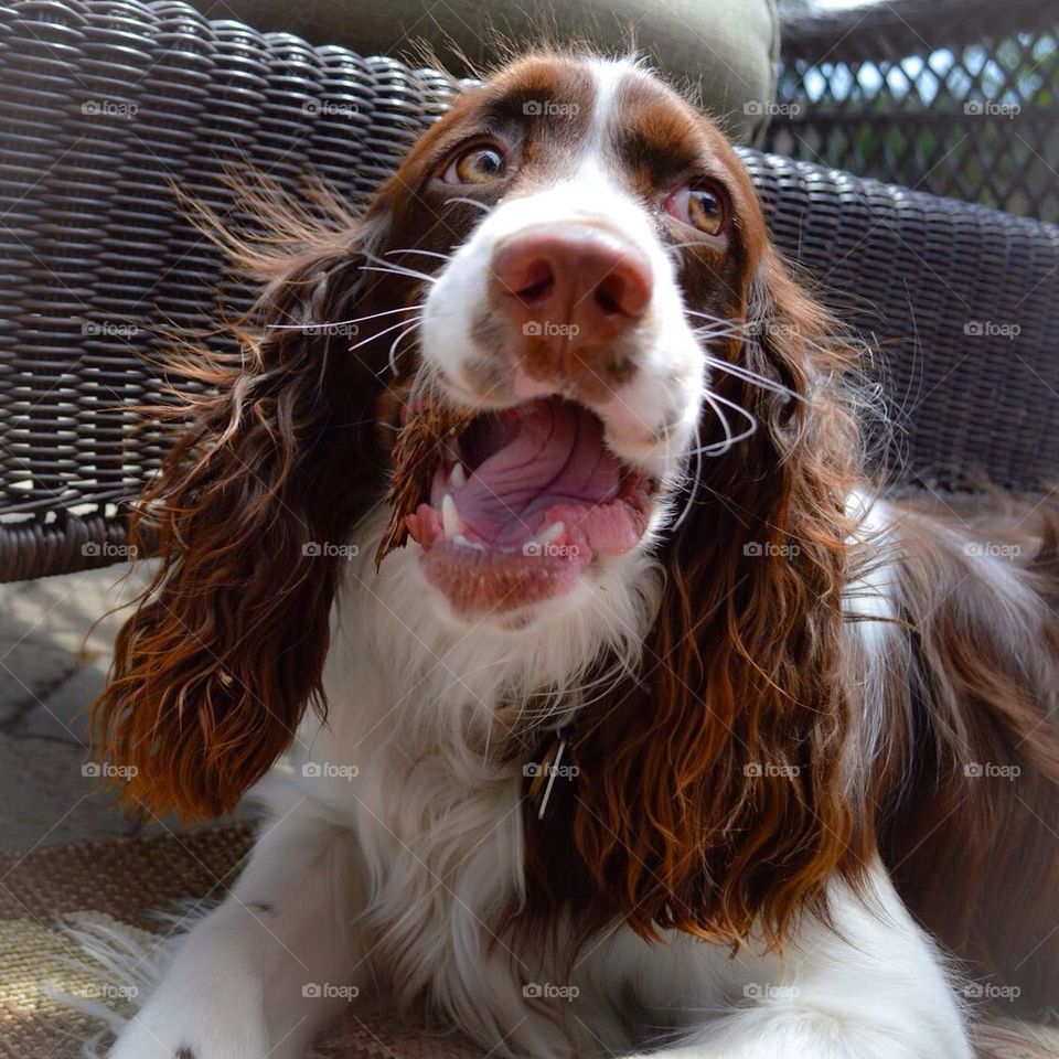 English Springer Spaniel