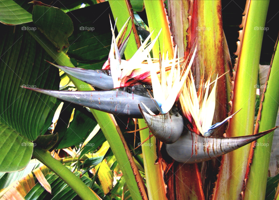 green colorful tropical flowering by stevehardley7