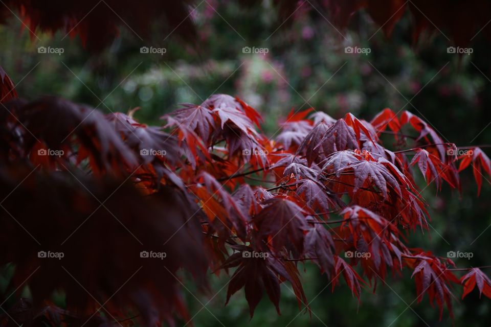 Nature in red