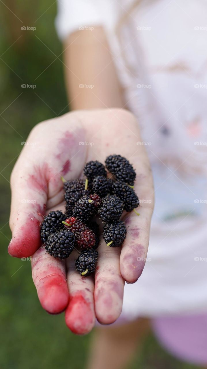 A young girl holds handful of black ripe mulberry fruits
