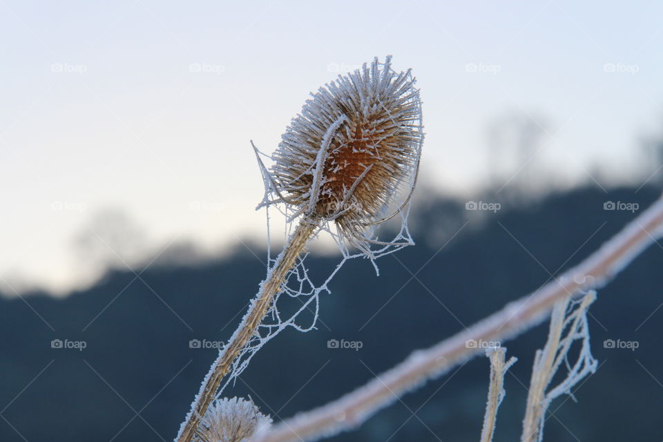 Close-up of frosted plant