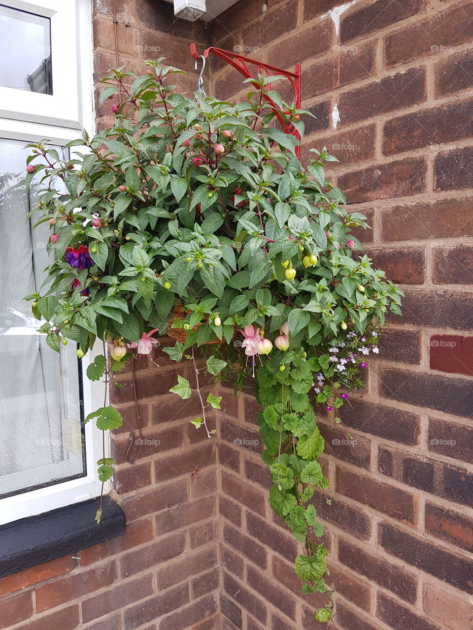 Ivy, House, Garden, Flower, Brick