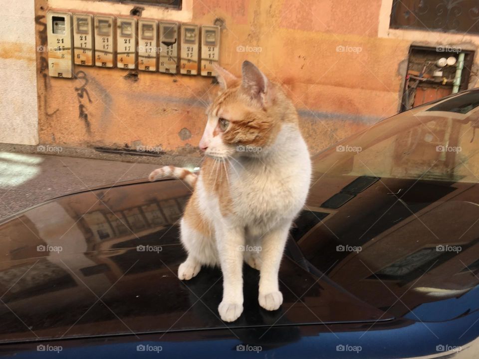 Beautiful cat looking at camera 