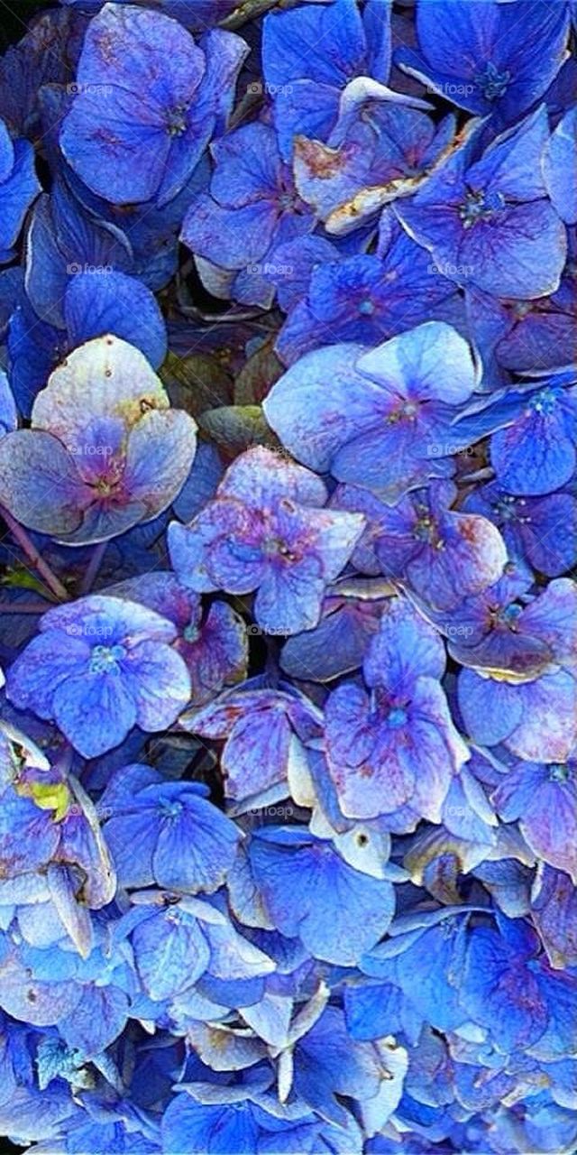 Hydrangeas 