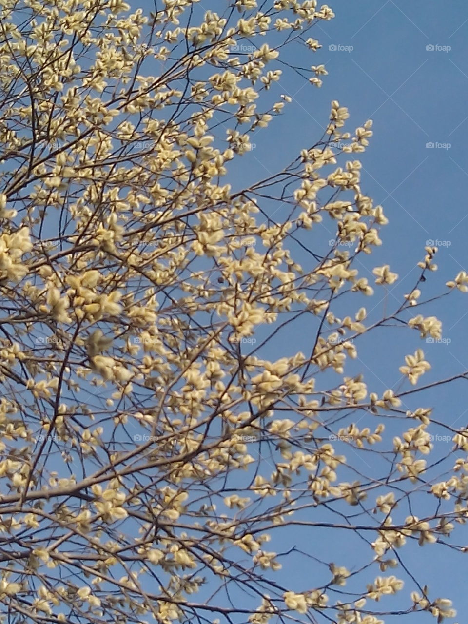 Branch, Tree, Season, Cherry, Nature