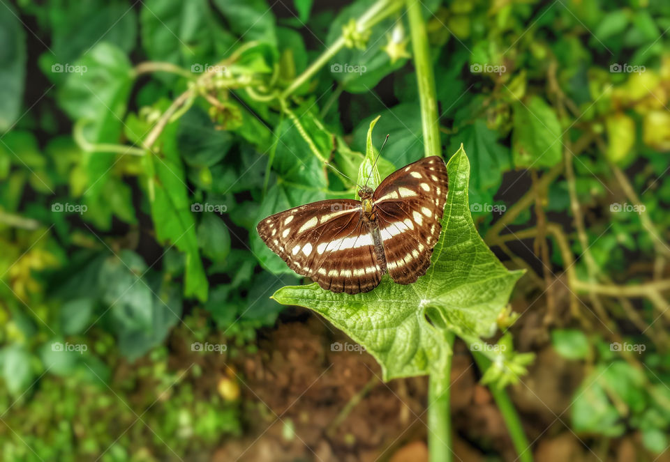 butterfly perching on leaf