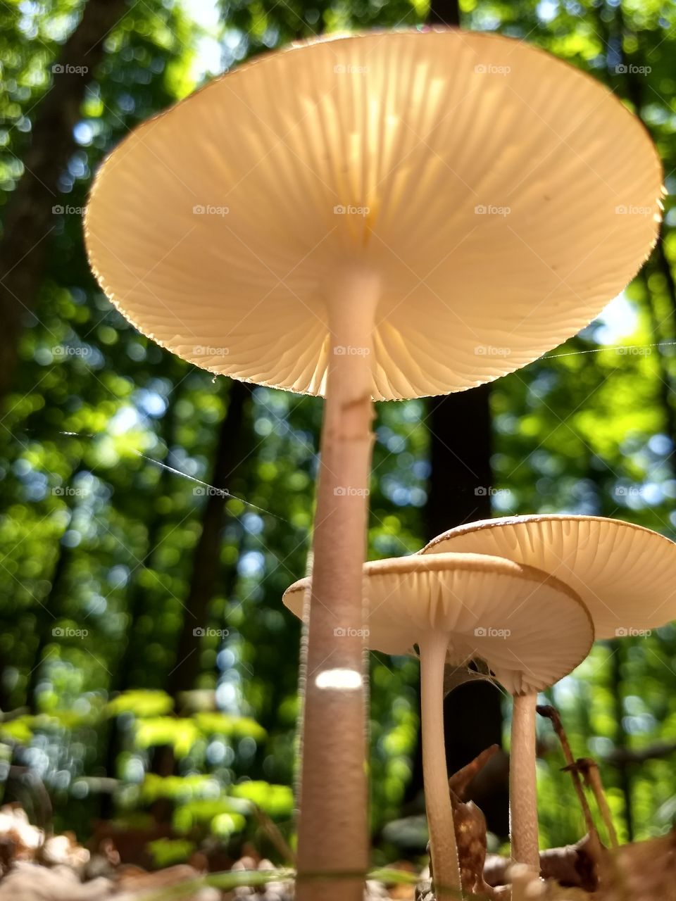 mushrooms