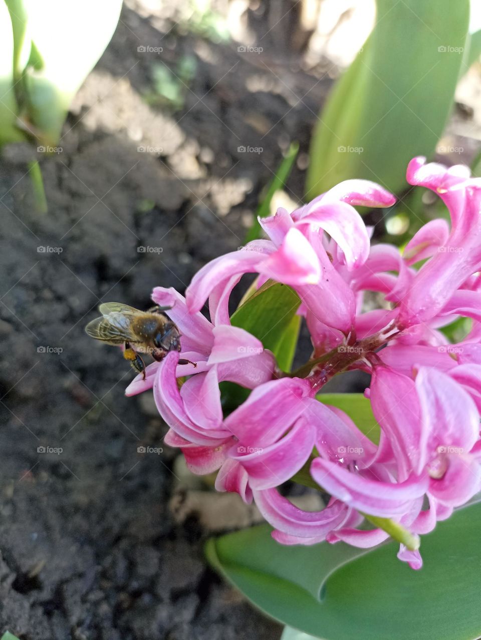 Bee on Hyacinth