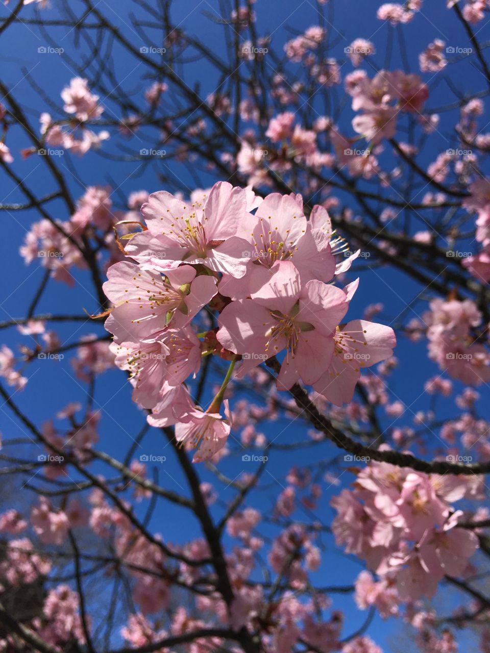 Pink blossoms in Connecticut