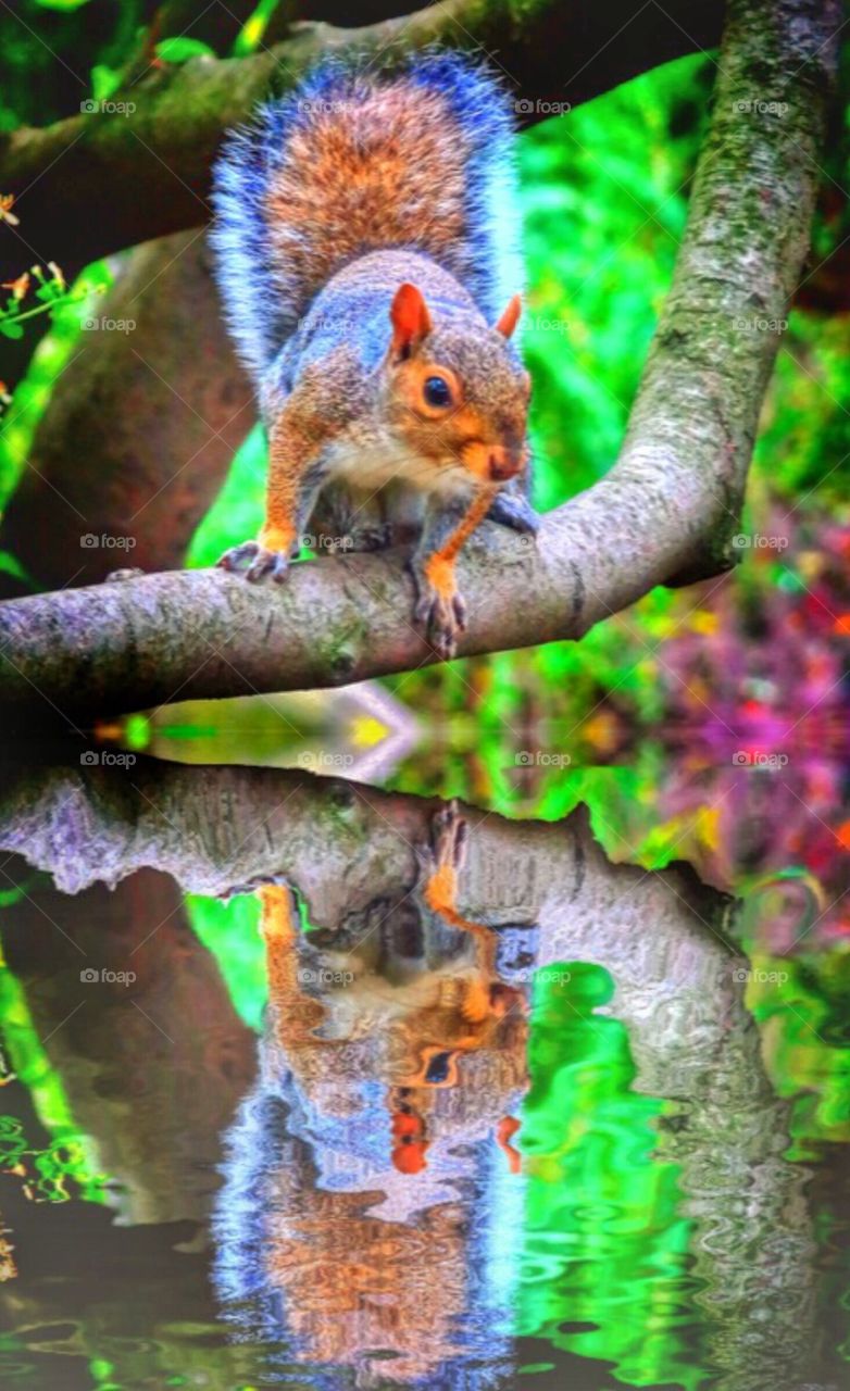 Squirrel in Central Park