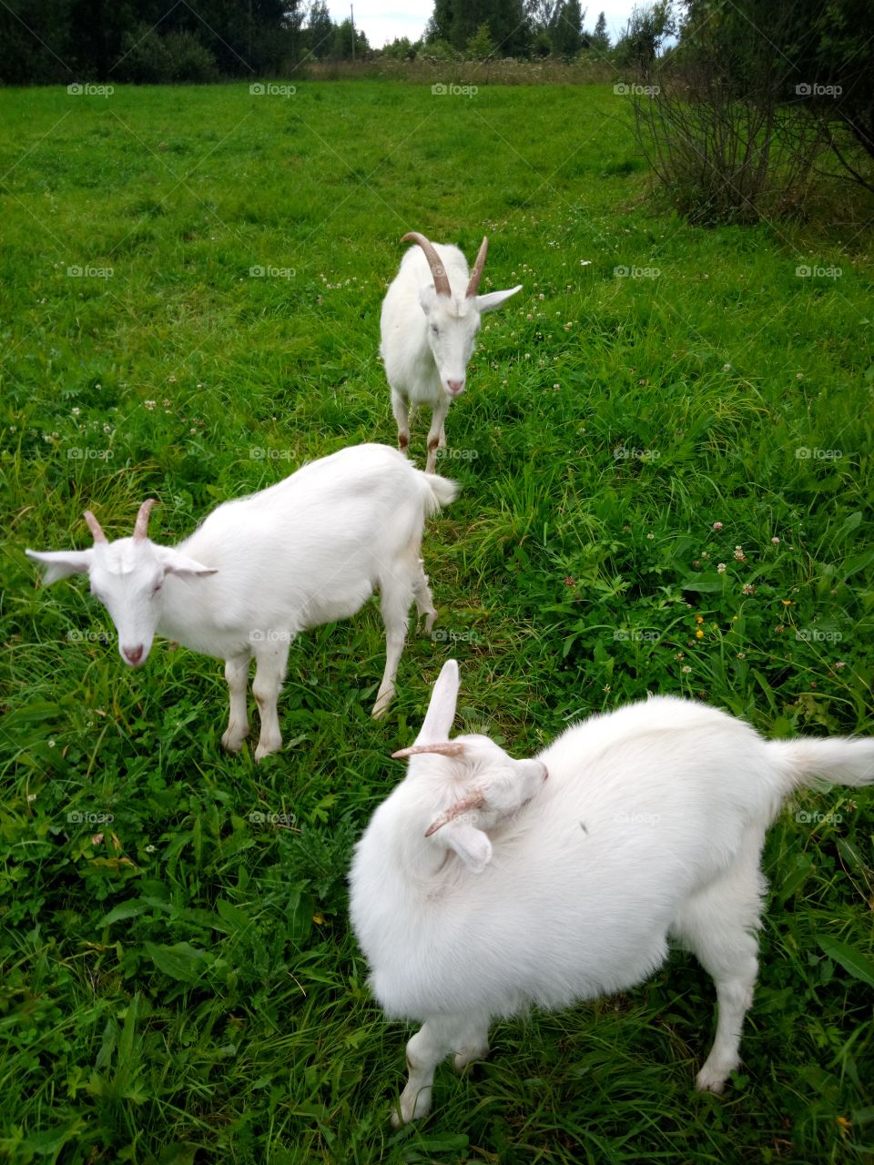 козы в поле