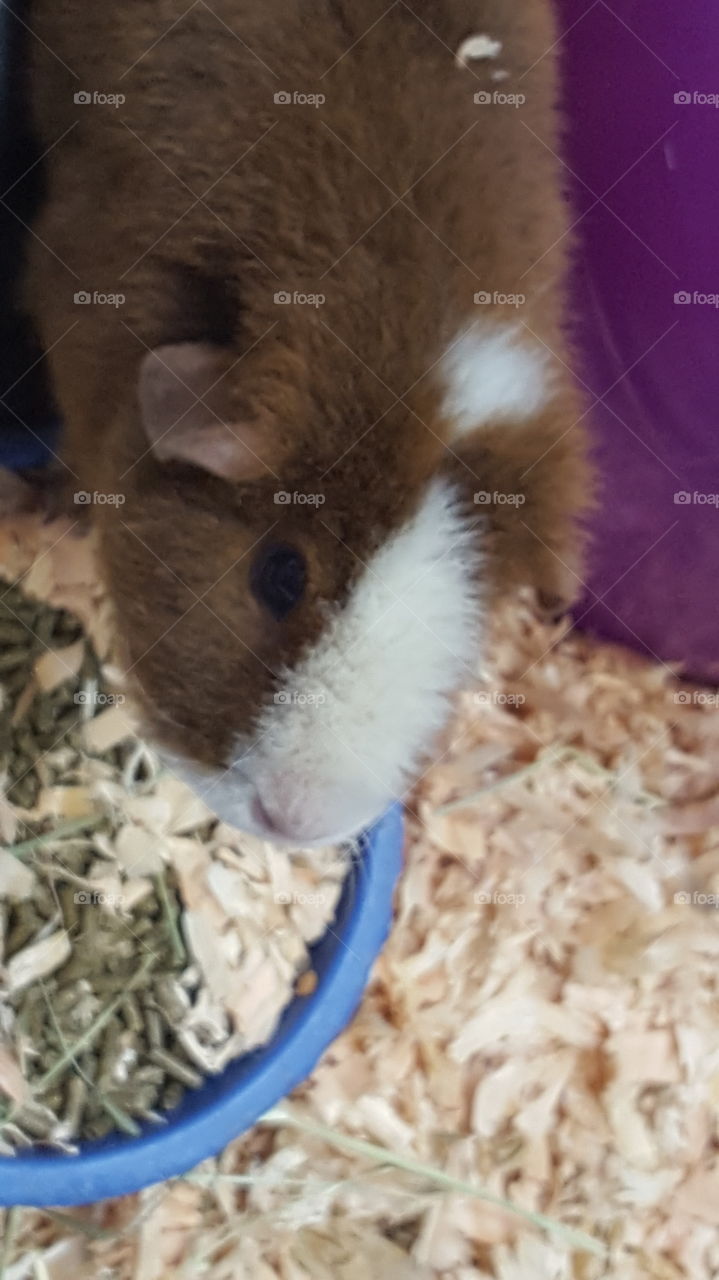 Guinea pig