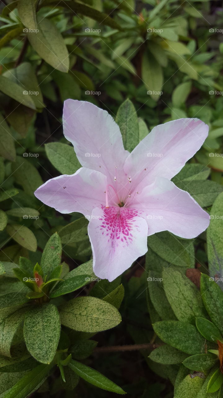 Pink flower