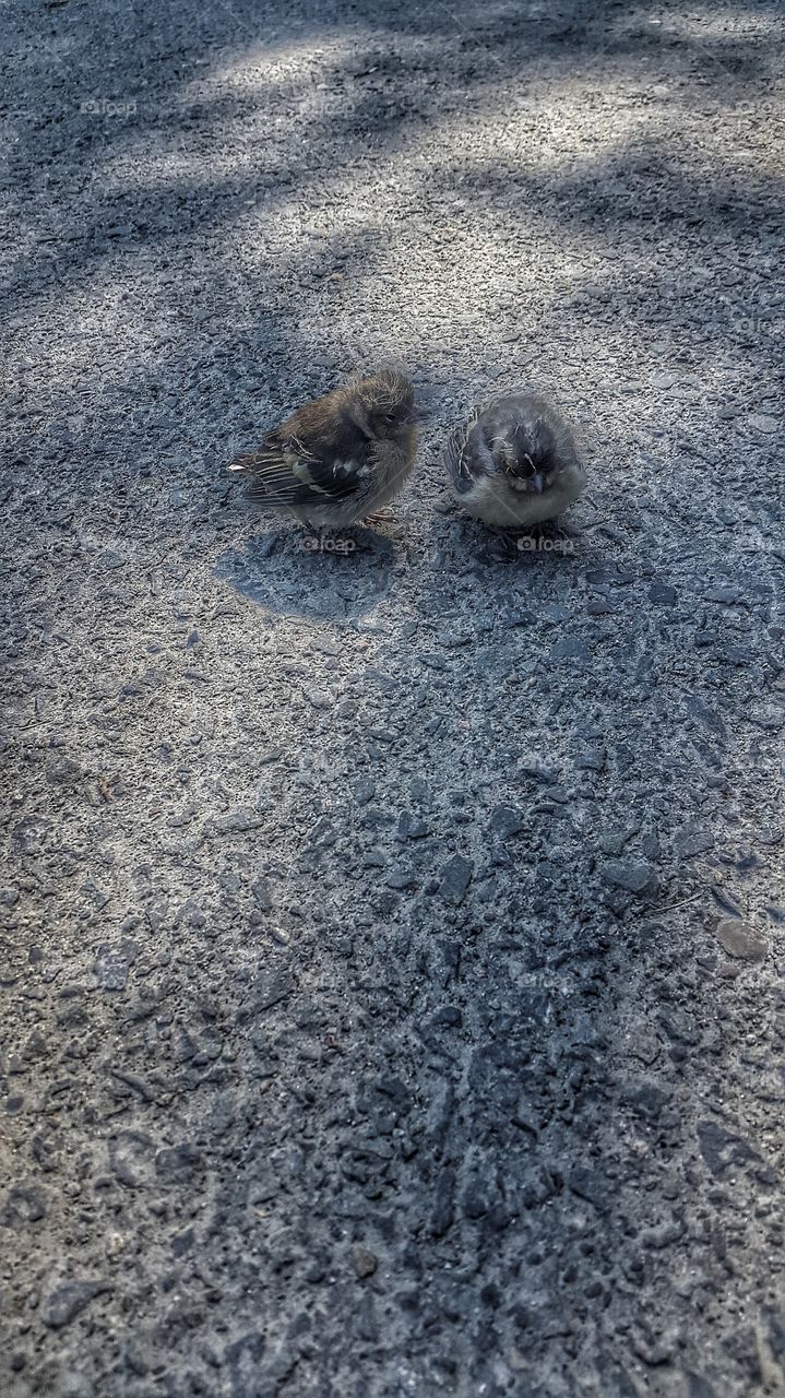 Found these two guys when i was outside. ..