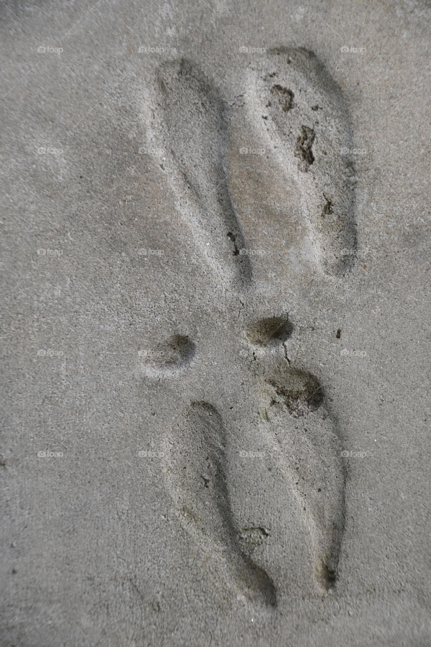 deer footprints