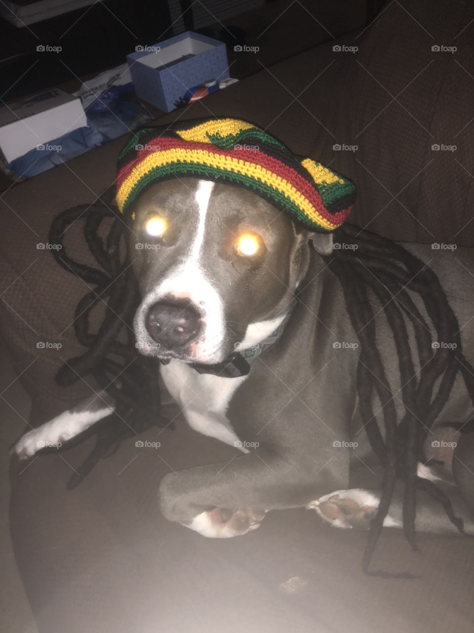 Pit bull with Bob Marley dreadlocks