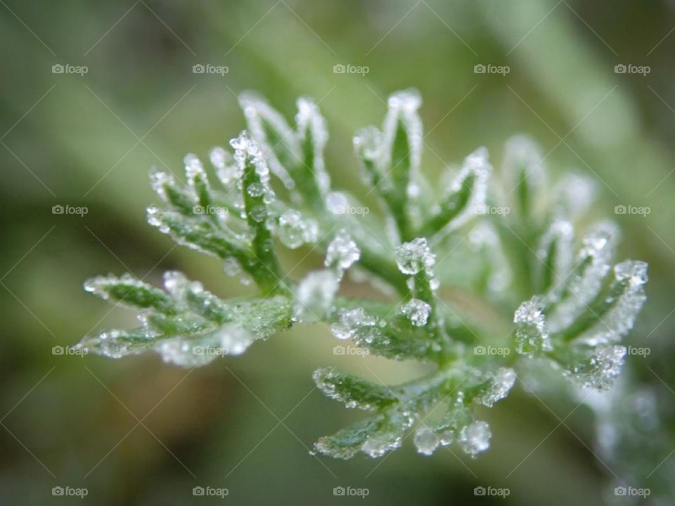 Beautiful macroshot of an small plant in a forest