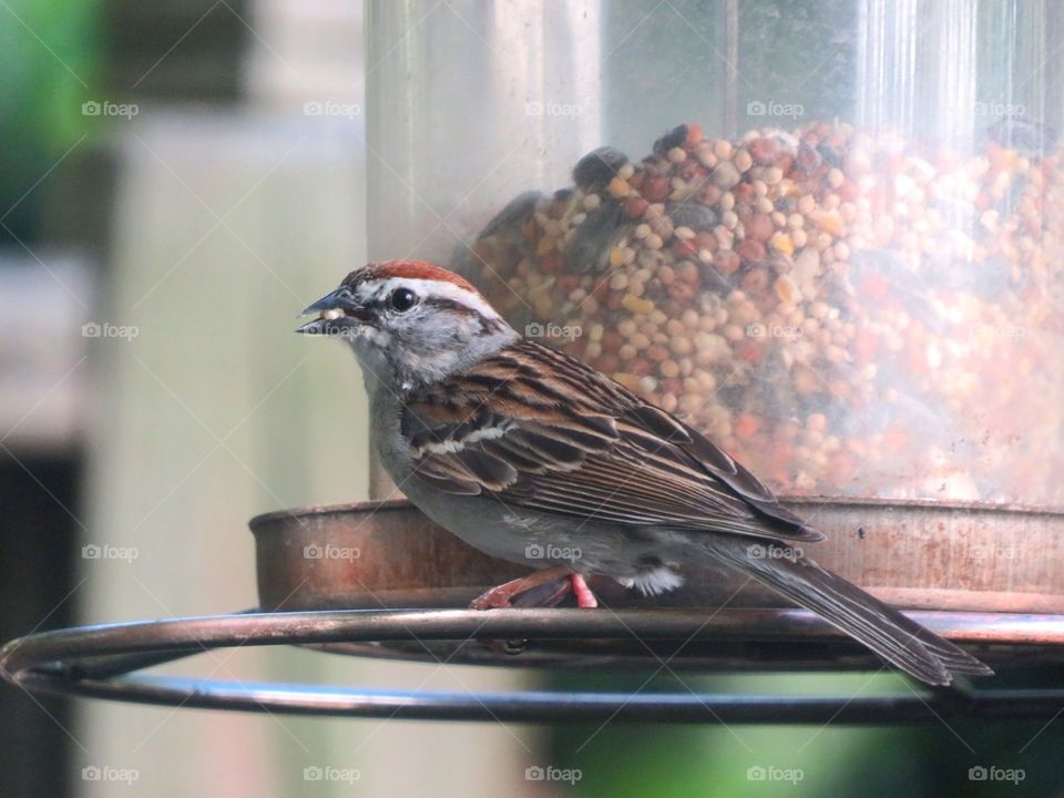 Chipping Sparrow enjoying an early dinner