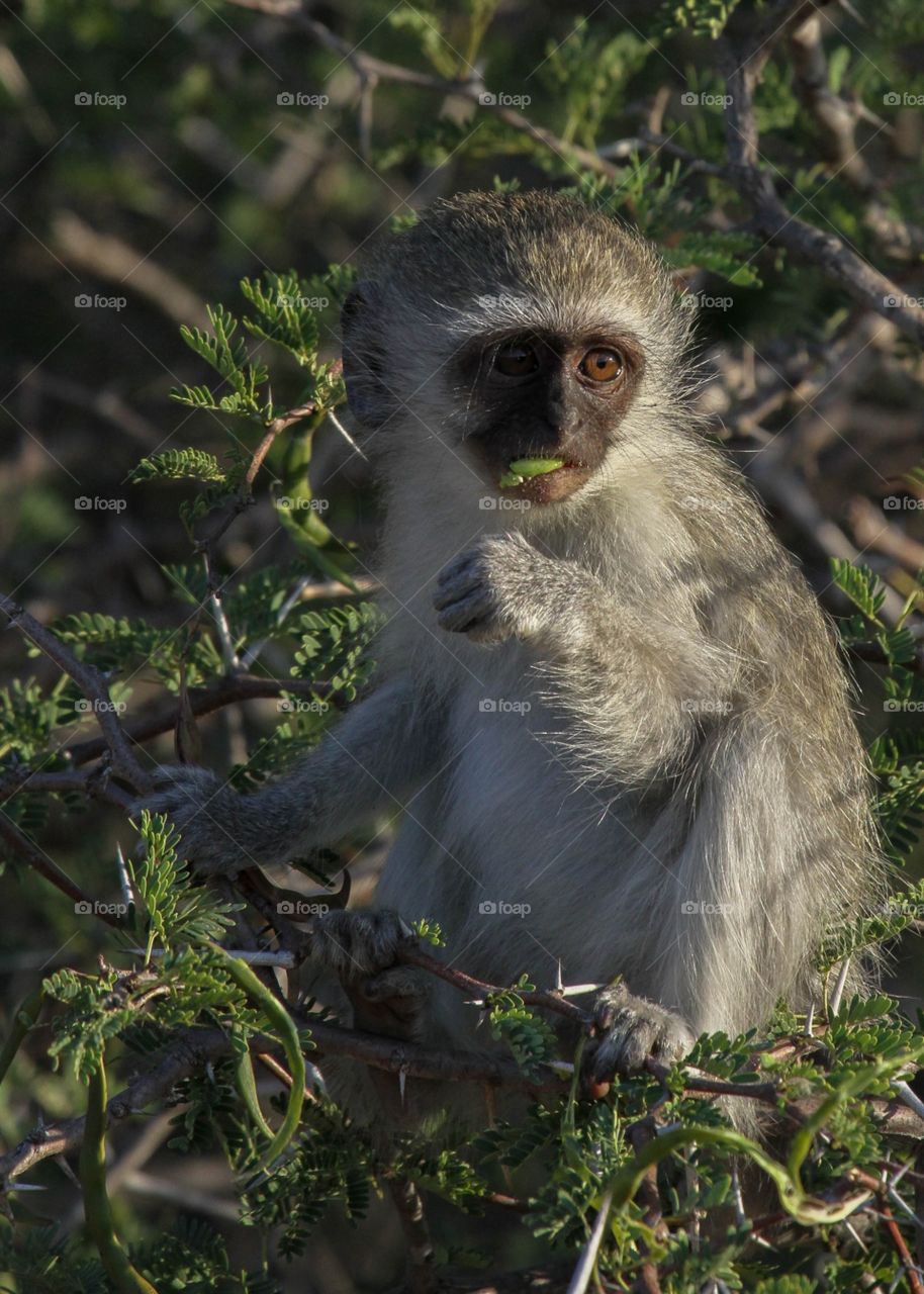 Beautiful wild African baby monkey. The light on this foto catches the eye in an interesting way. 