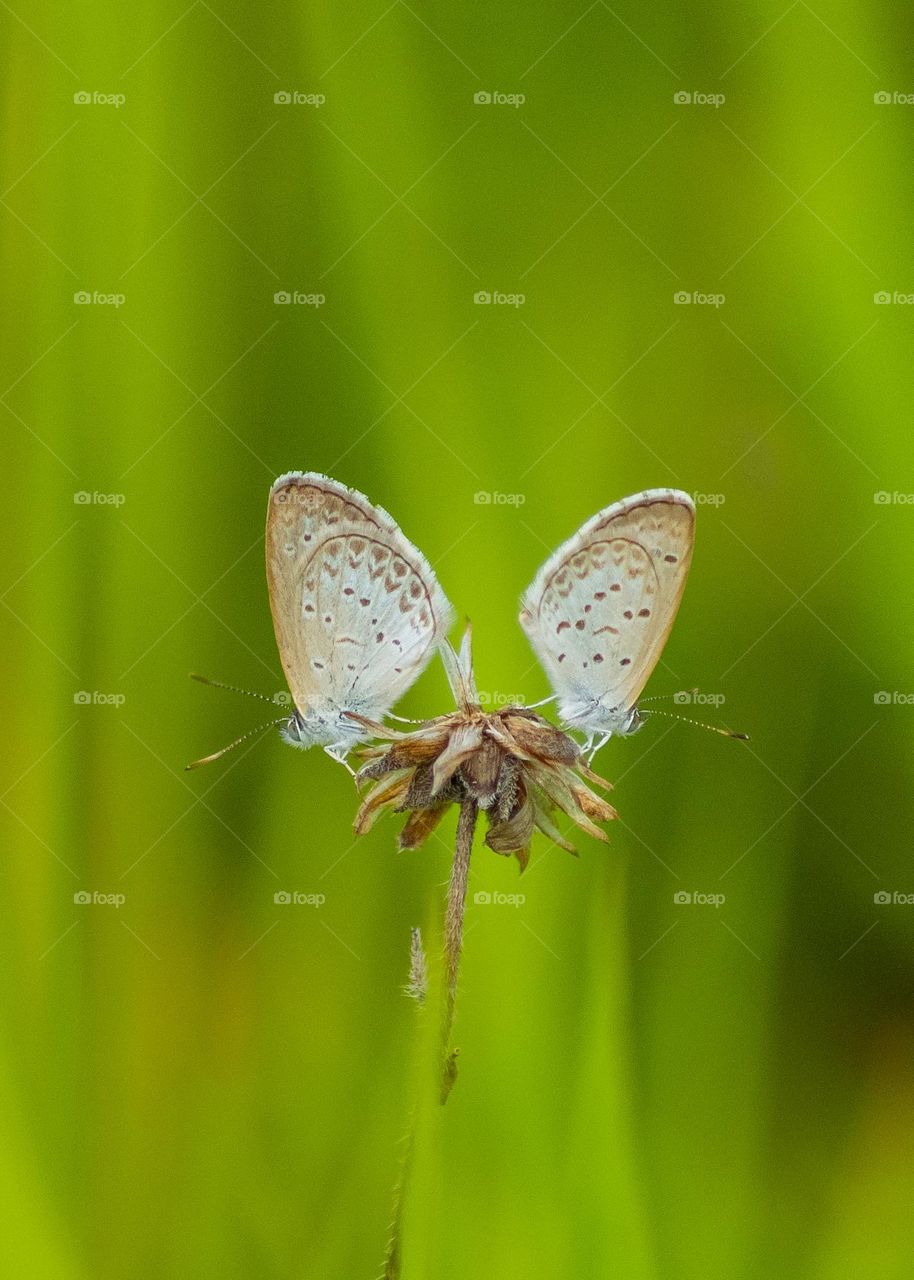 butterflies on the top of flower
