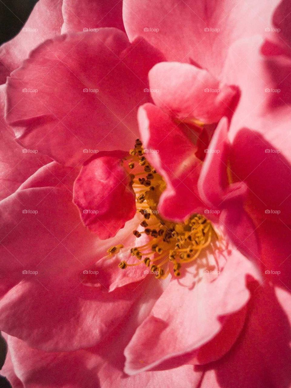 Beautiful Close Up of a Pink Flower. Spring is coming!