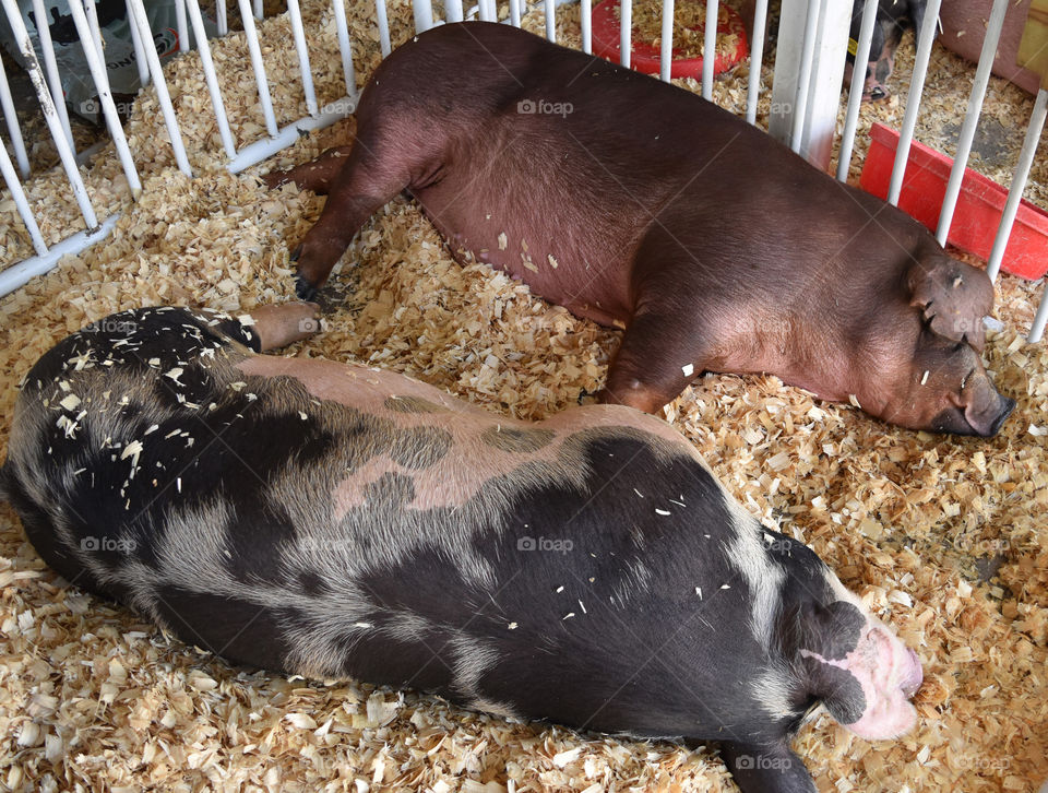 Pigs resting at the county fair