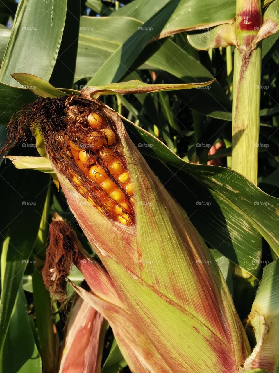 Maiskolben im Abendlicht