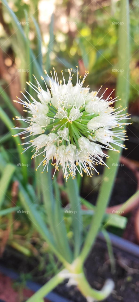 chive flower