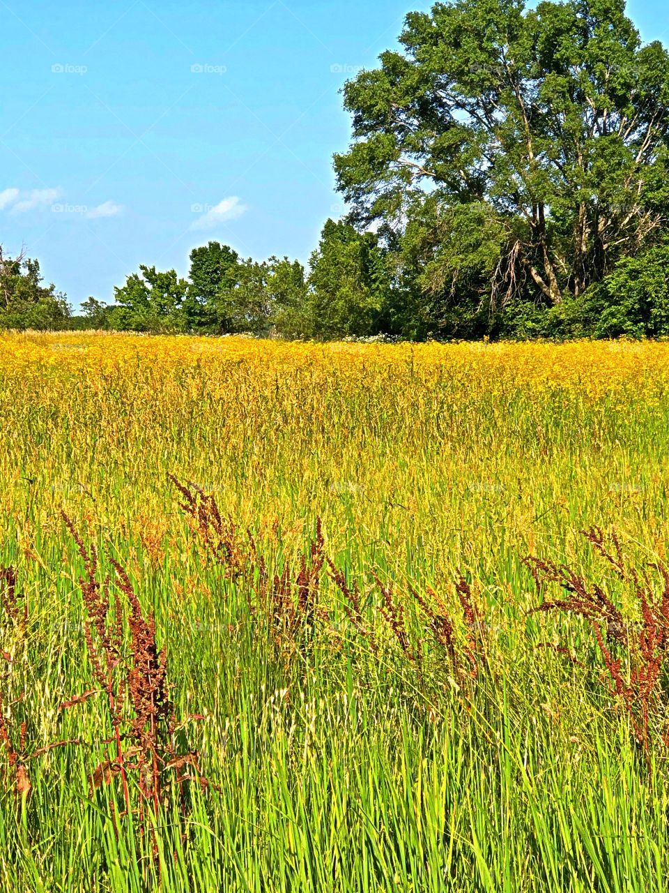 Kansas field