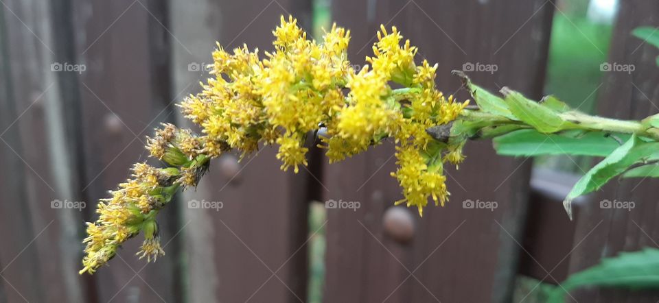 Goldenrod flower
