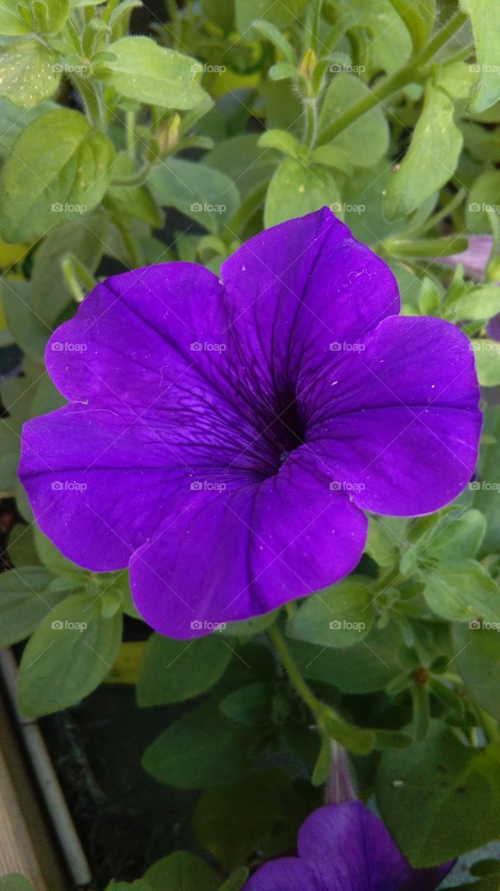 blu flower