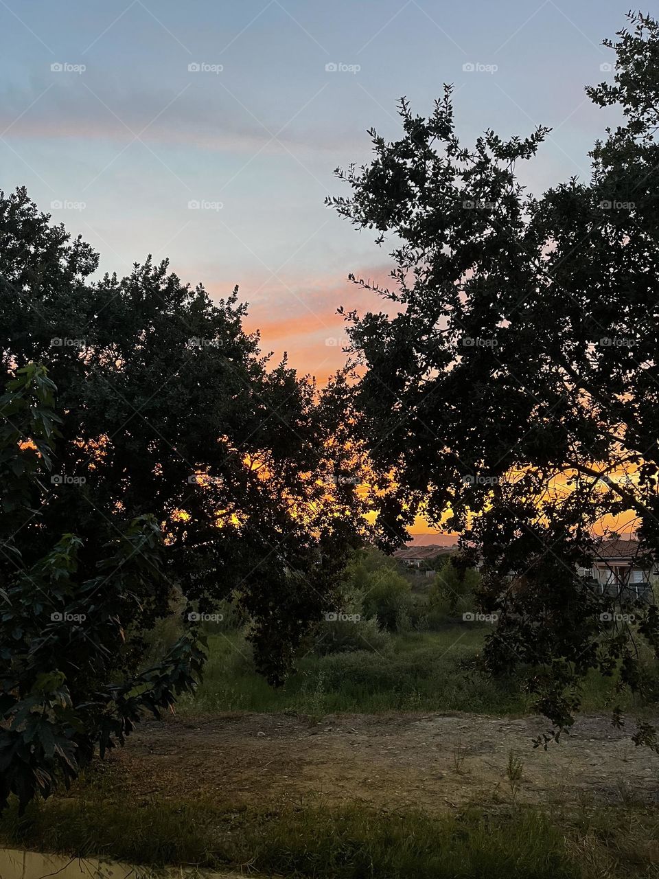 Sun hiding behind the trees 