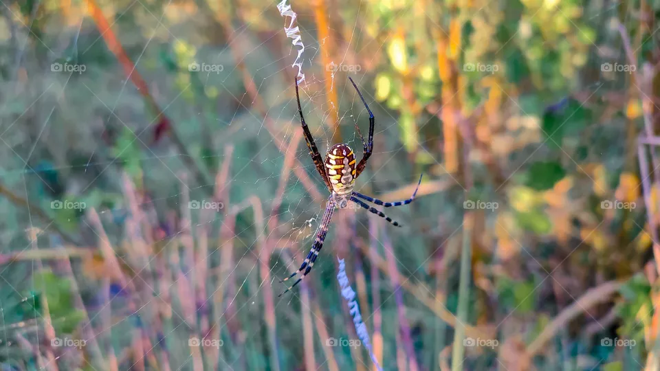 yellow garden spider on a web in the morning.