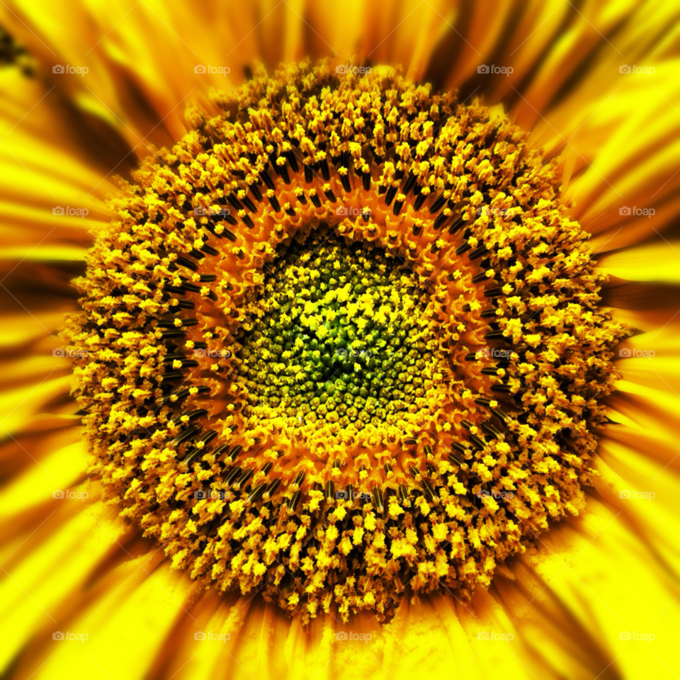 yellow nature flower macro by maapu