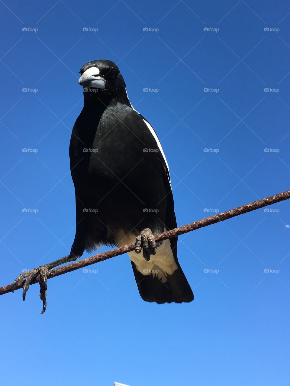 Easy does it balancing act by a saucy large wild magpie on a wire beautifully contrasted against a bright clear blue sky