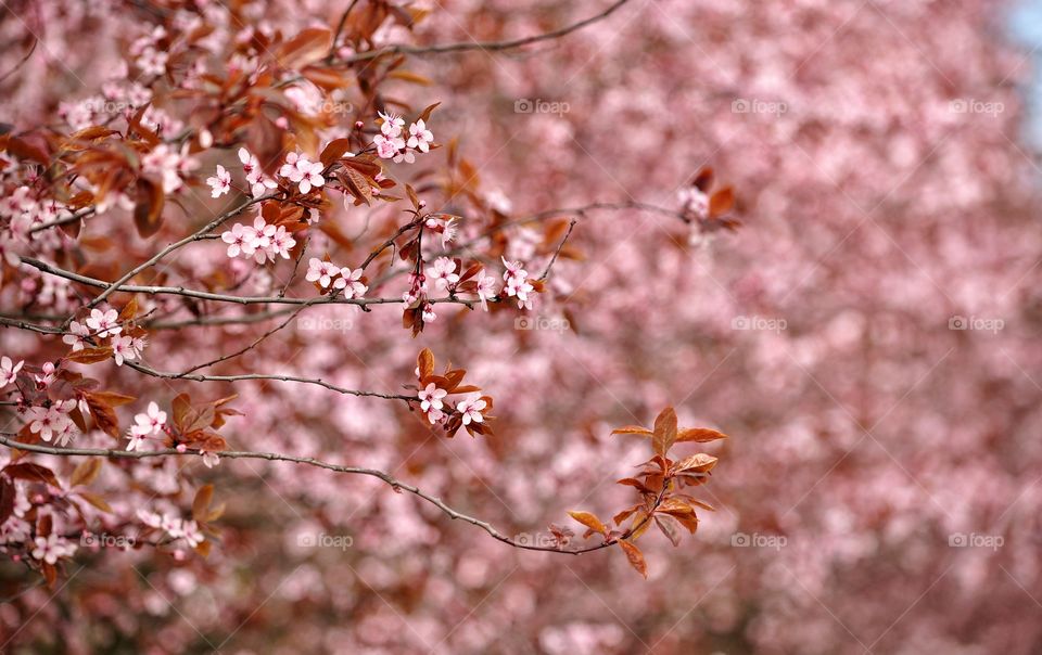 Nature, Cherry, Tree, Flower, No Person