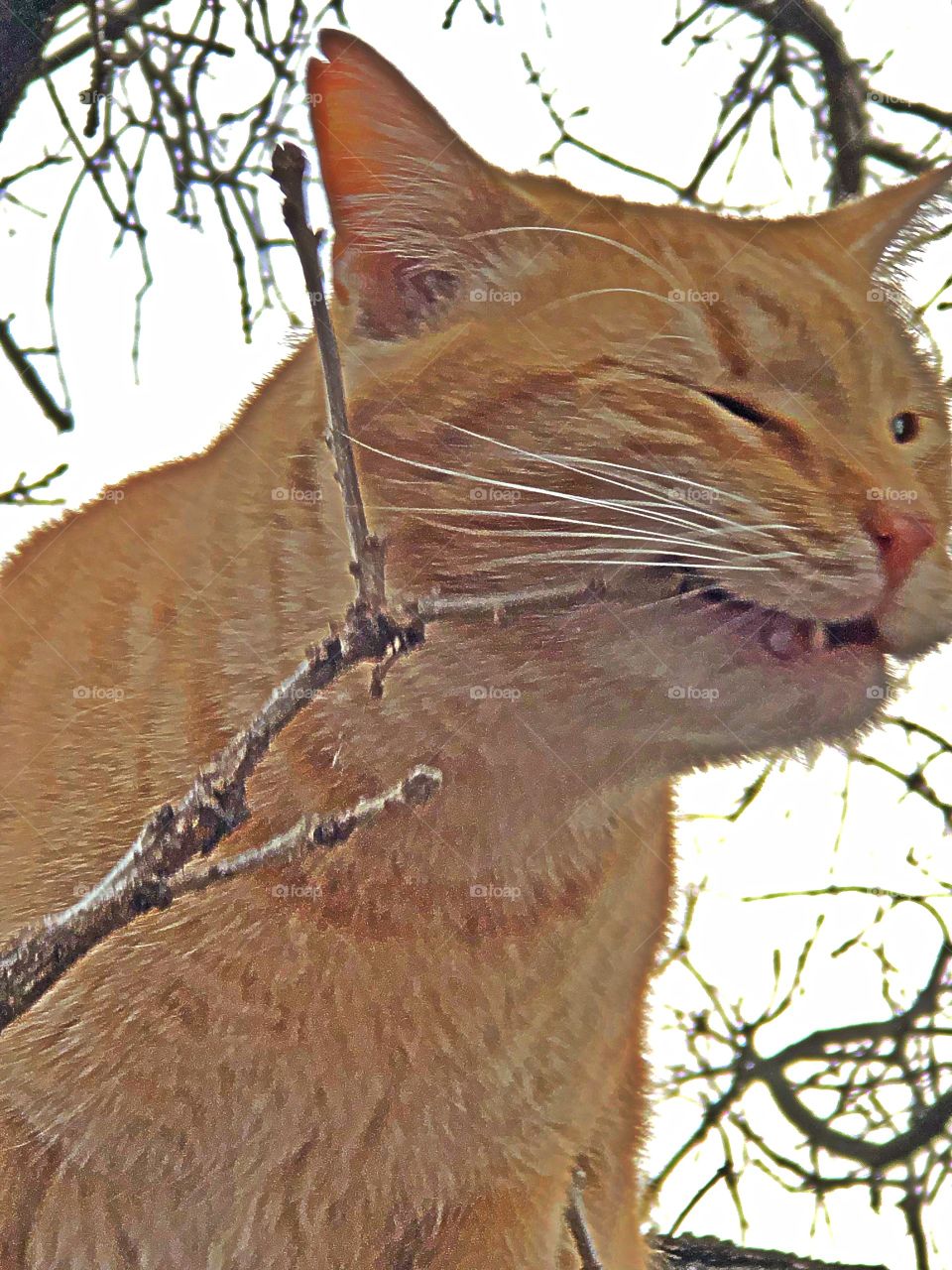 Cat in tree