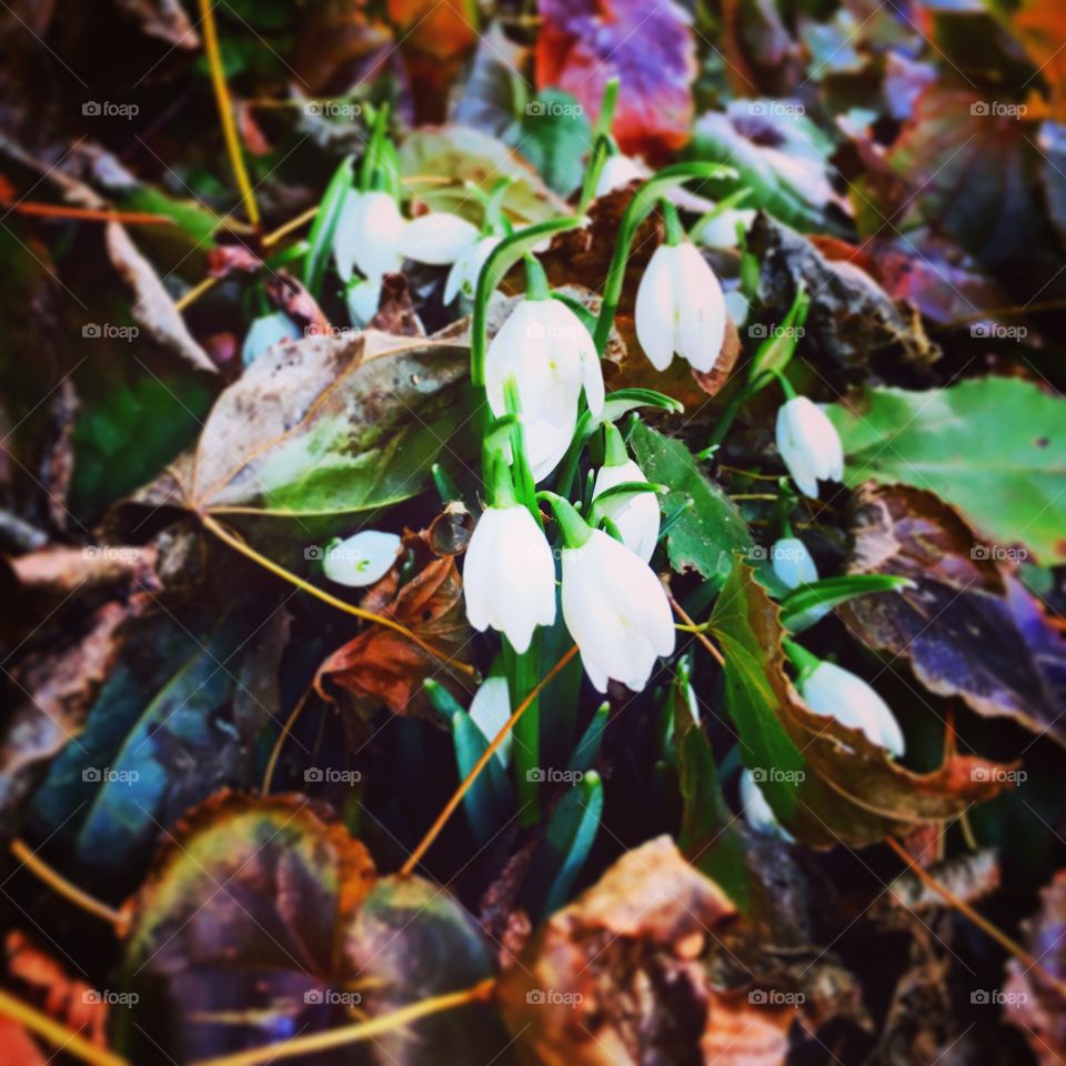 Snowdrops on a spring day.