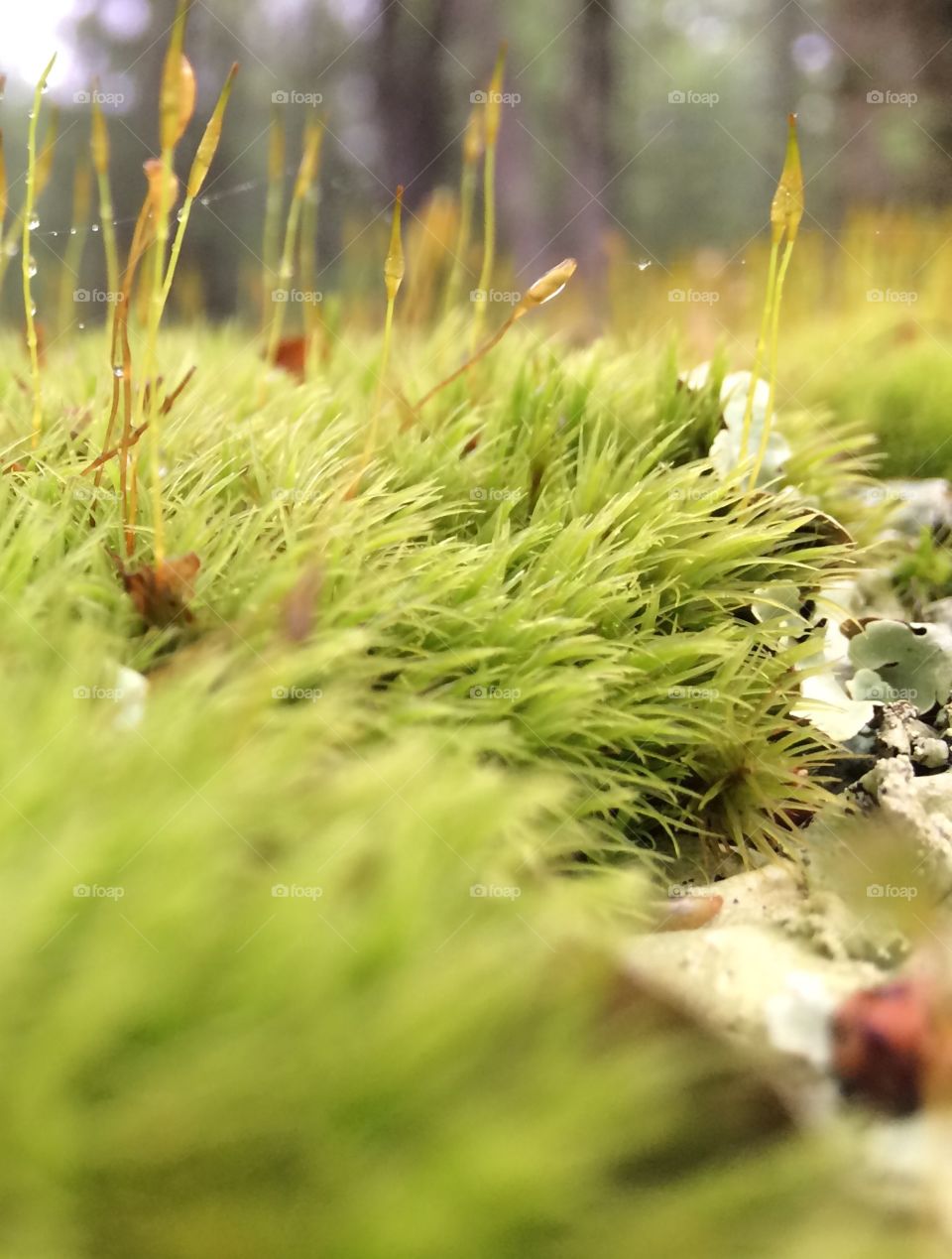Moss Macro 