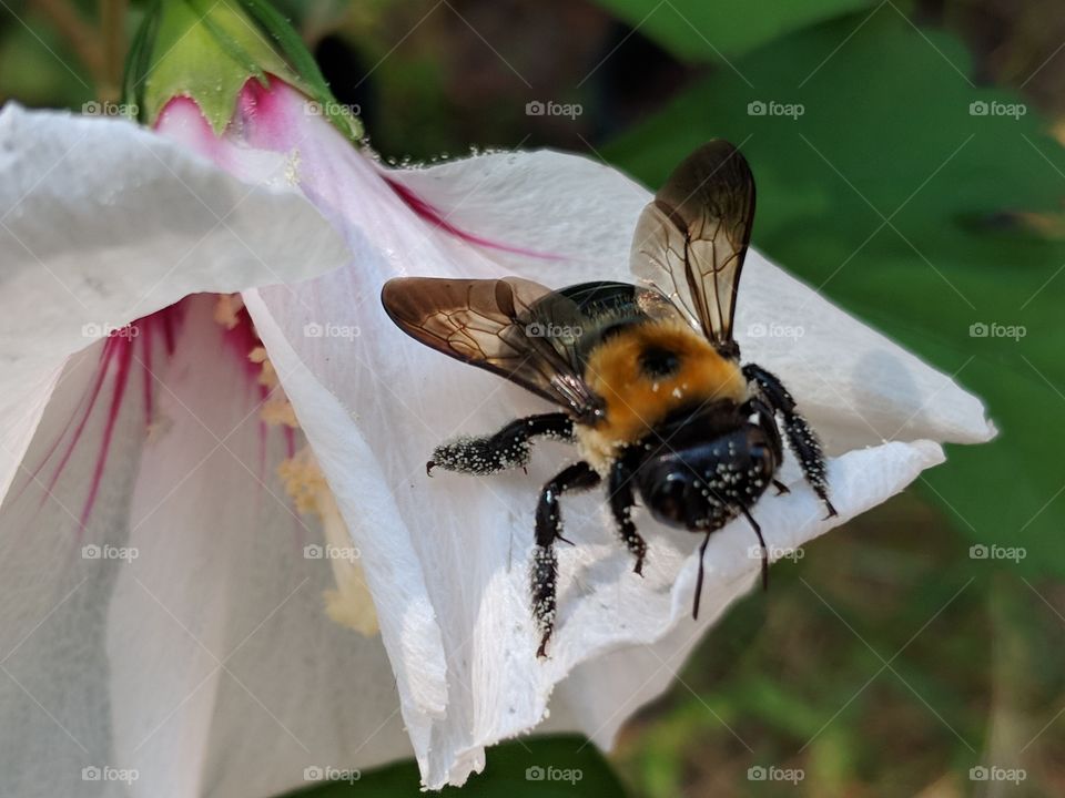 flower bee